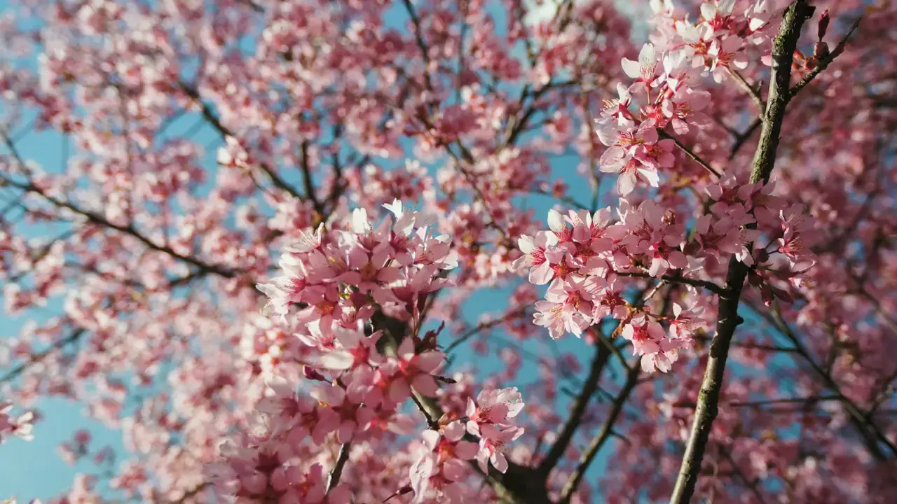 Rosa körsbärsblom mot blå himmel